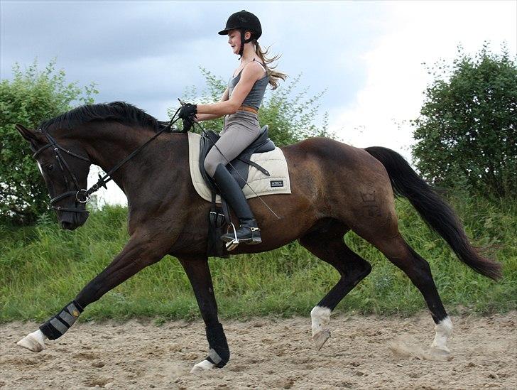 Dansk Varmblod Picoeur - Foto: Mig billede 13