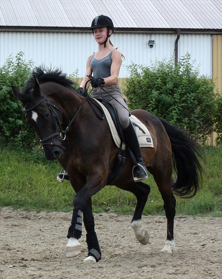 Dansk Varmblod Picoeur - Foto: Mig billede 12