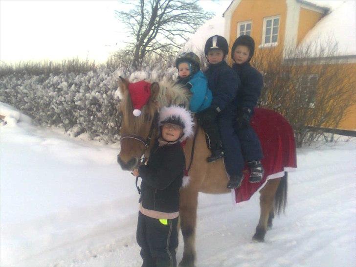 Anden særlig race Tulle (solgt og savnet) - julen 2010 og Tulle laver det hun er bedst til - nemlig Hygge :O) billede 2