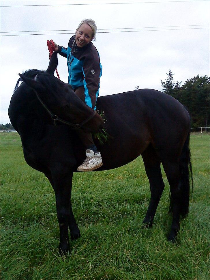 Trakehner Latyrus Hedevig billede 1