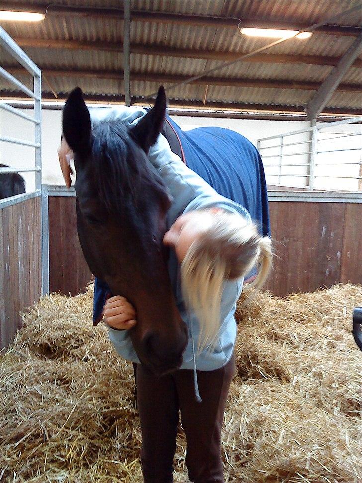 Trakehner Latyrus Hedevig billede 2