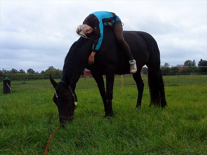 Trakehner Latyrus Hedevig billede 3