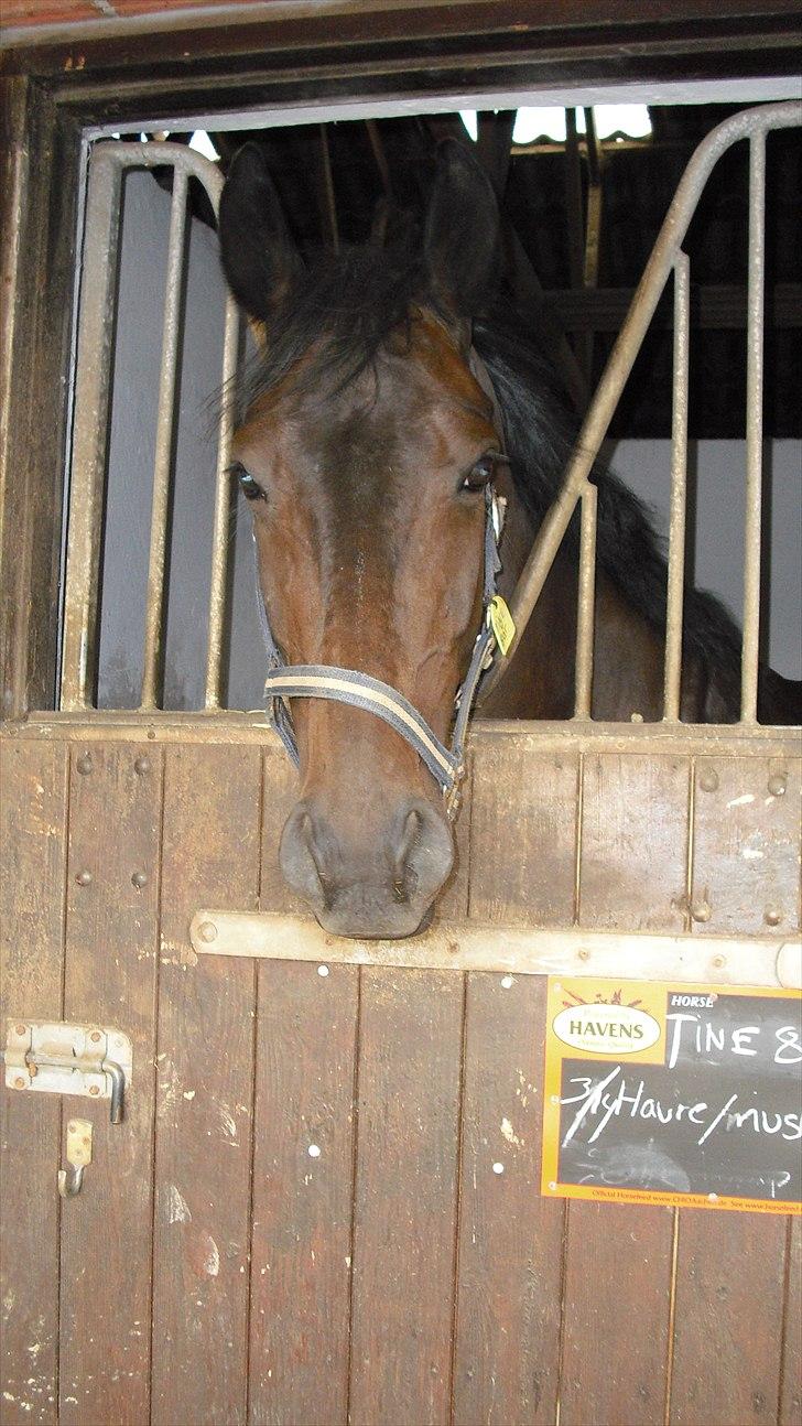 Trakehner Latyrus Hedevig billede 4