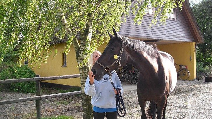 Trakehner Latyrus Hedevig billede 5