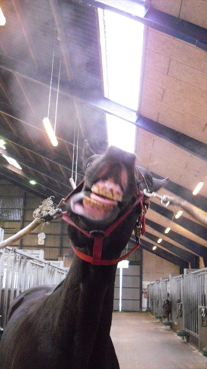 Trakehner Latyrus Hedevig billede 7