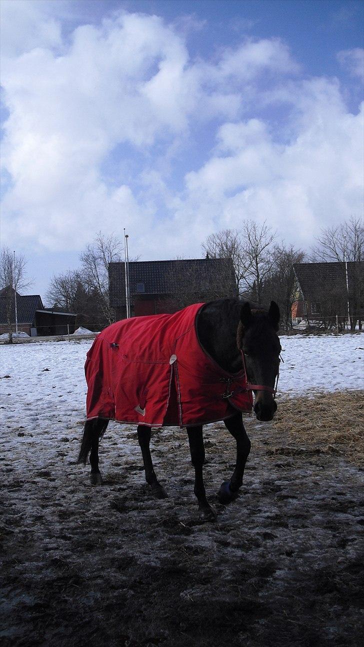 Trakehner Latyrus Hedevig billede 8