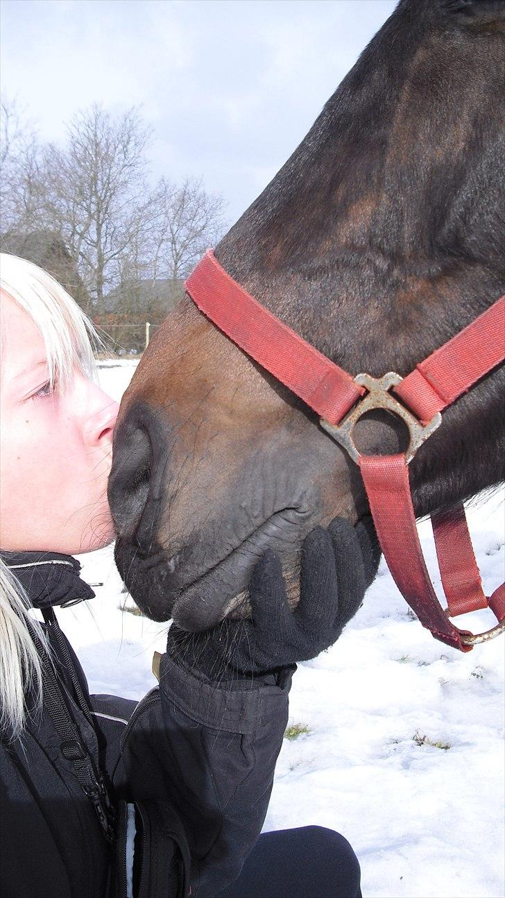 Trakehner Latyrus Hedevig billede 9