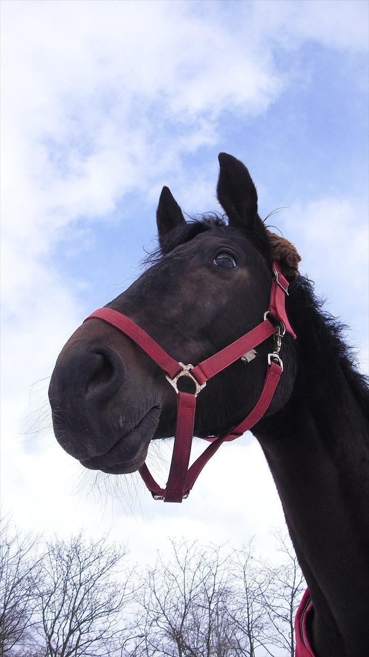 Trakehner Latyrus Hedevig billede 10