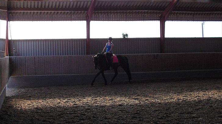 Trakehner Latyrus Hedevig billede 11