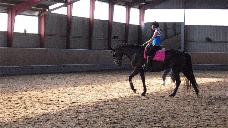 Trakehner Latyrus Hedevig billede 12