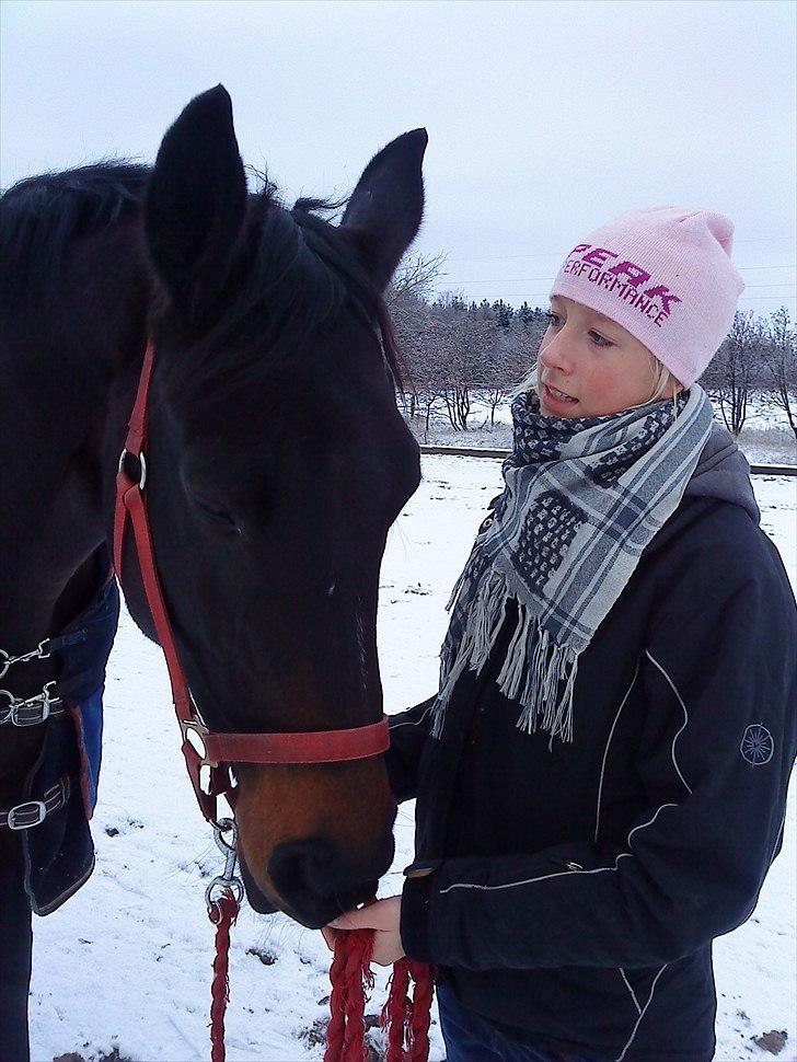 Trakehner Latyrus Hedevig billede 13