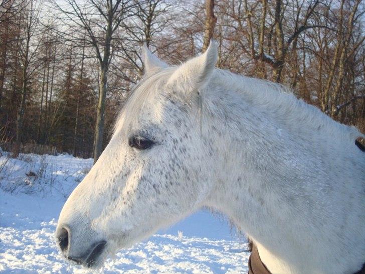 Welsh Cob (sec D) Santo billede 6