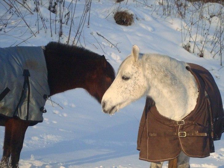 Welsh Cob (sec D) Santo billede 7