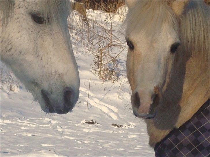 Welsh Cob (sec D) Santo billede 8