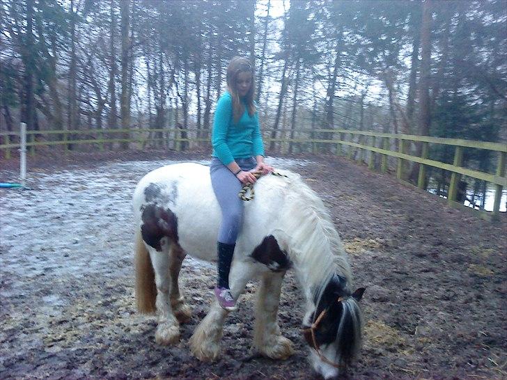 Irish Cob             Billy the kid - Fordi vi fandt tilliden! billede 20