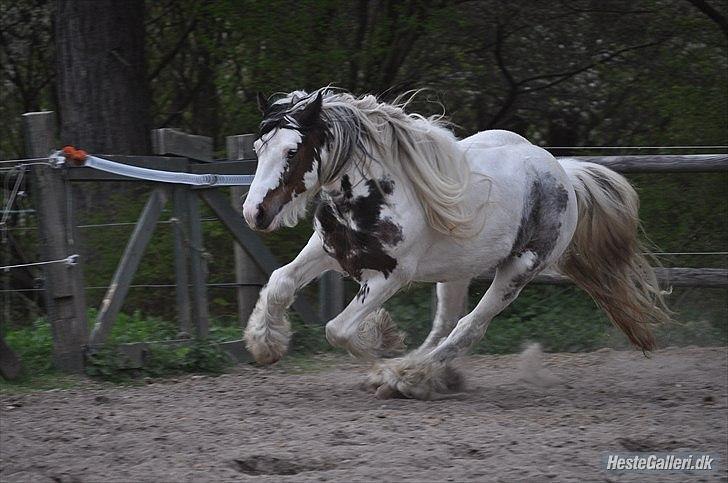 Irish Cob             Billy the kid - Fordi du fand'me kunne gi' den gas! billede 7