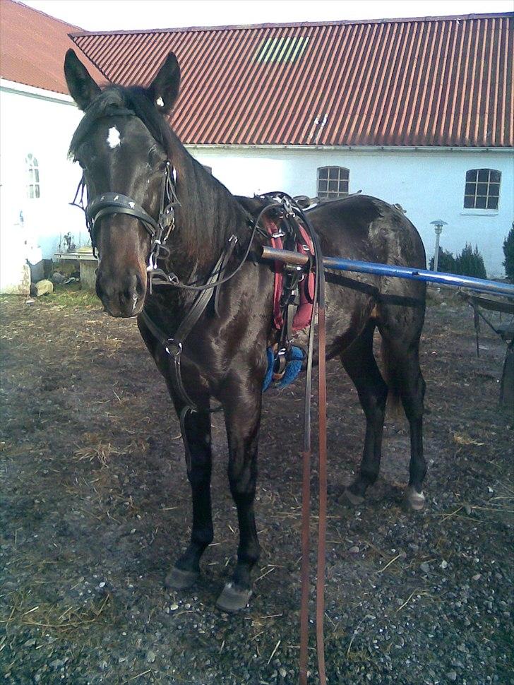 Traver Oventus  (solgt) billede 16