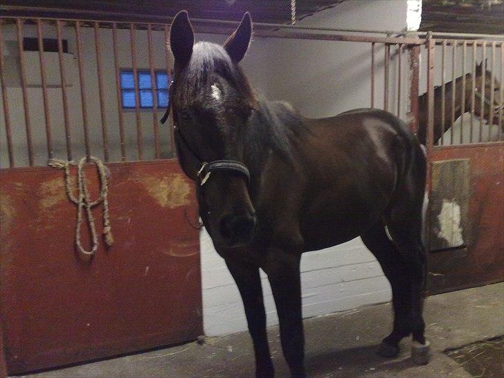 Traver Oventus  (solgt) billede 18