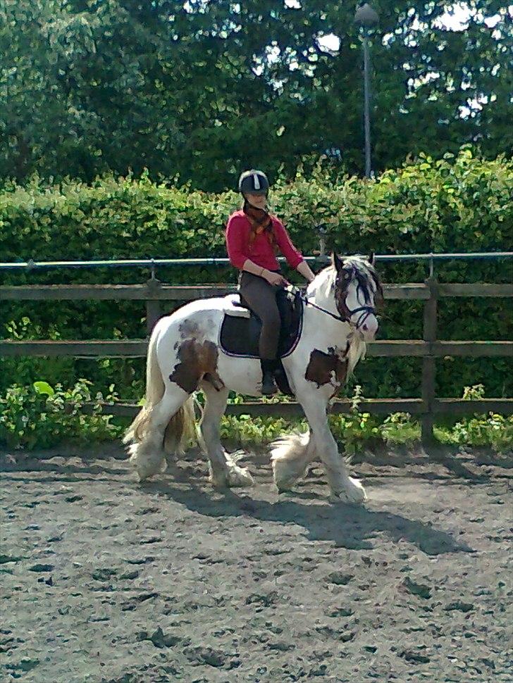 Irish Cob             Billy the kid - Fordi vi var SÅ dygtige, hvis bare vi tog os sammen! billede 9