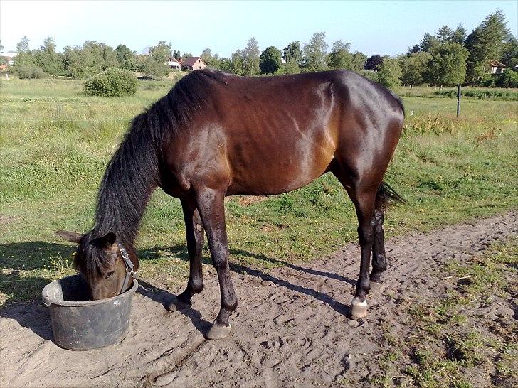 Traver Oventus  (solgt) billede 19