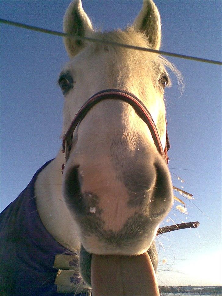 Anden særlig race lady Solgt:'( - lidt tunge:b billede 2