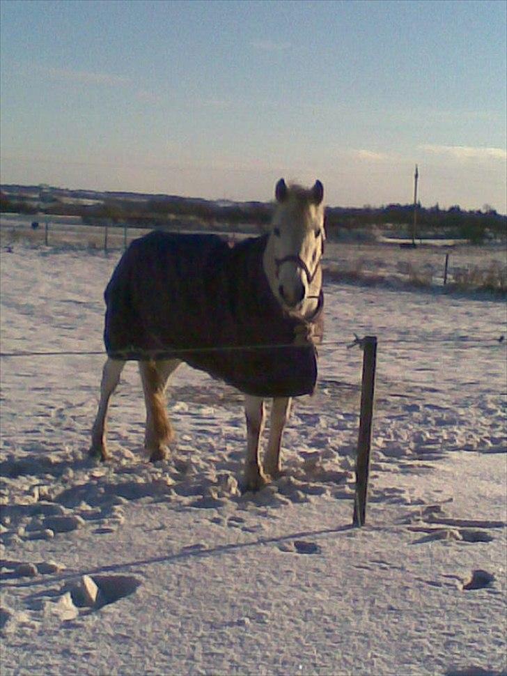 Anden særlig race lady Solgt:'( - vinter 2010. billede 8