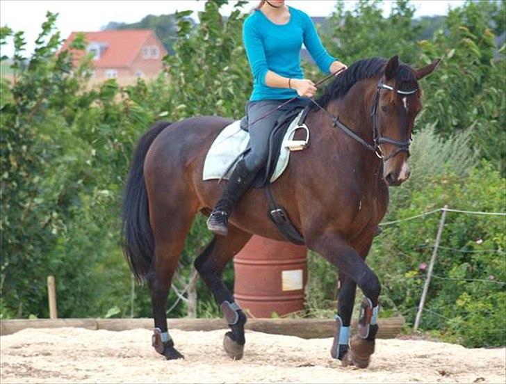 Oldenborg Gunnihus Nino billede 5