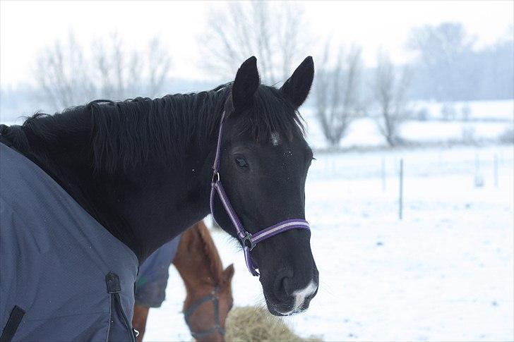 Oldenborg Montana Vestermølle, Solgt til Fredensborg. billede 14
