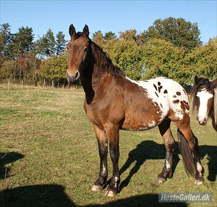 Anden særlig race Free Achak - Achak 3 år billede 7