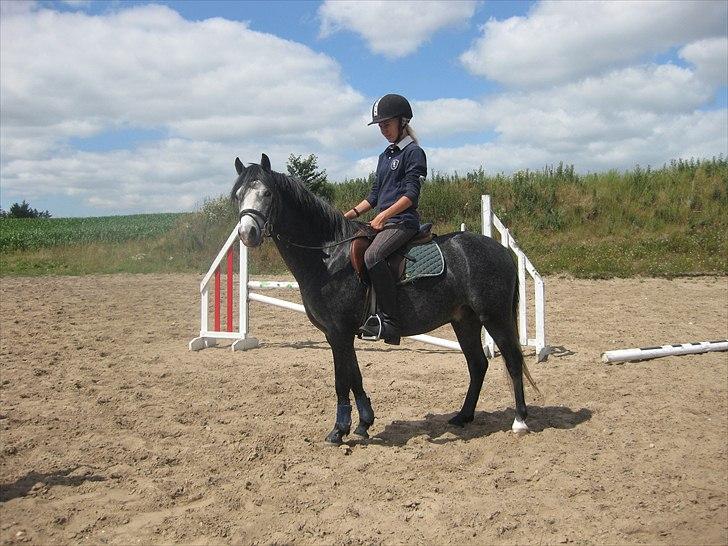 Welsh Pony (sec B) Korreborgs Vivaldi/ solgt - Tilridning ved Stald Kyø. Emma og Vivaldi billede 16