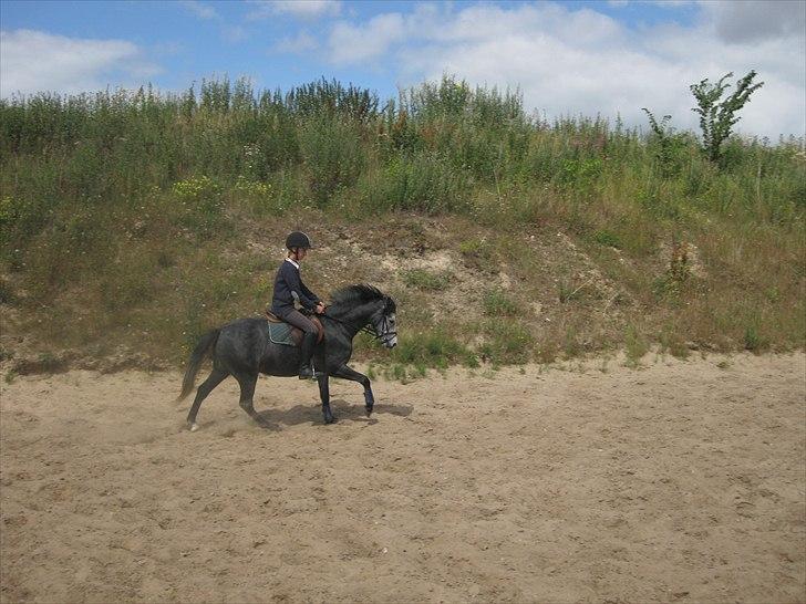 Welsh Pony (sec B) Korreborgs Vivaldi/ solgt billede 17
