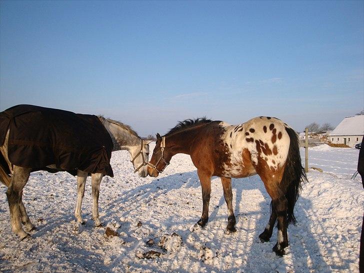 Anden særlig race Free Achak - Vinteren 2011 billede 9