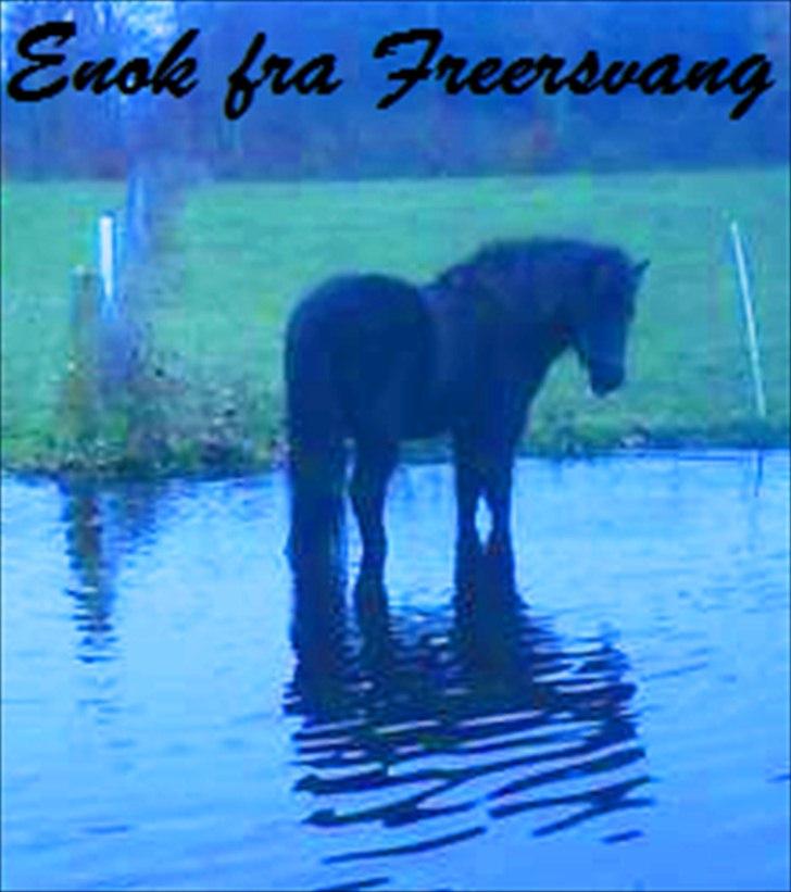 Islænder Enok fra Freersvang  billede 12