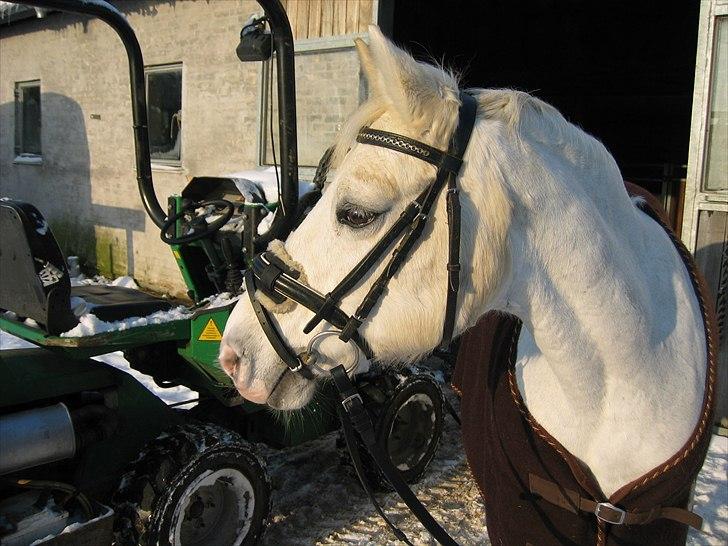 Anden særlig race  Højvangs Marabou <3  - Grim baggrund, men smuk pony :D billede 9