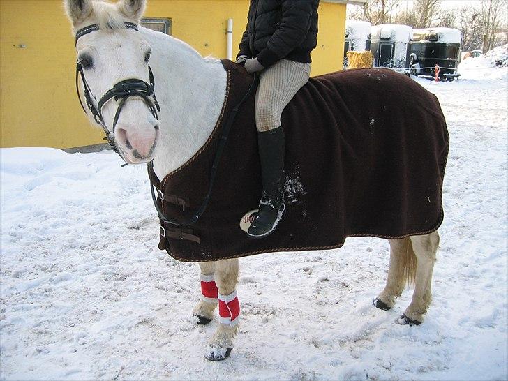 Anden særlig race  Højvangs Marabou <3  billede 11