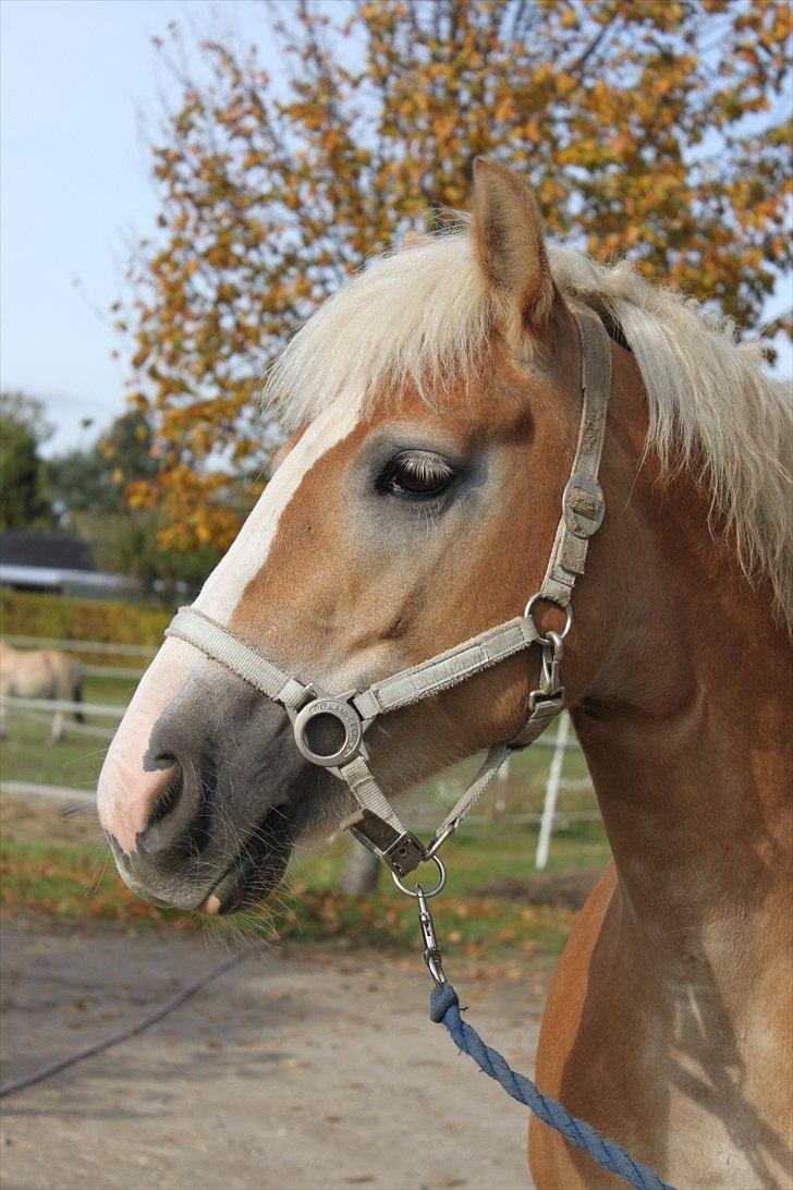 Anden særlig race Amanda solgt - se mig.  billede 2