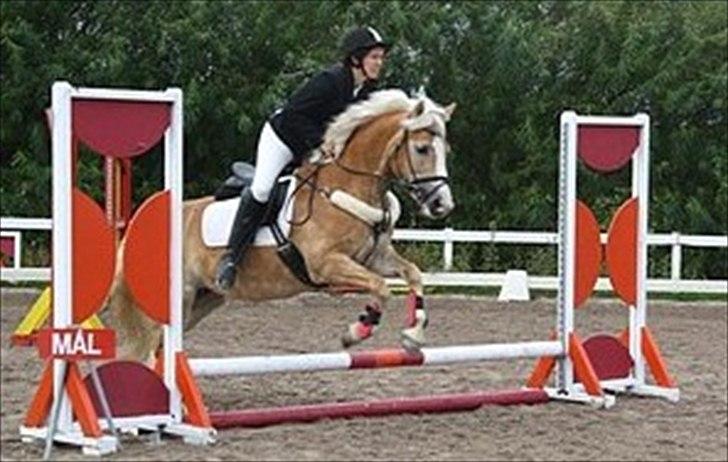 Anden særlig race Amanda solgt - til spring stævne billede 3