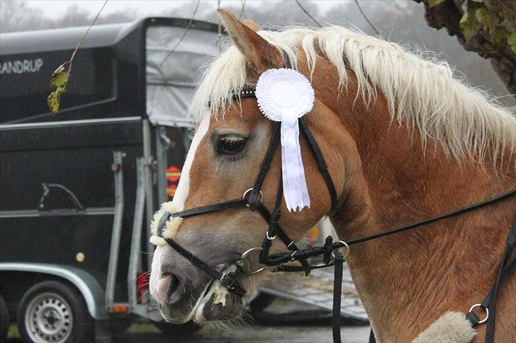 Anden særlig race Amanda solgt - til spring stævne billede 6