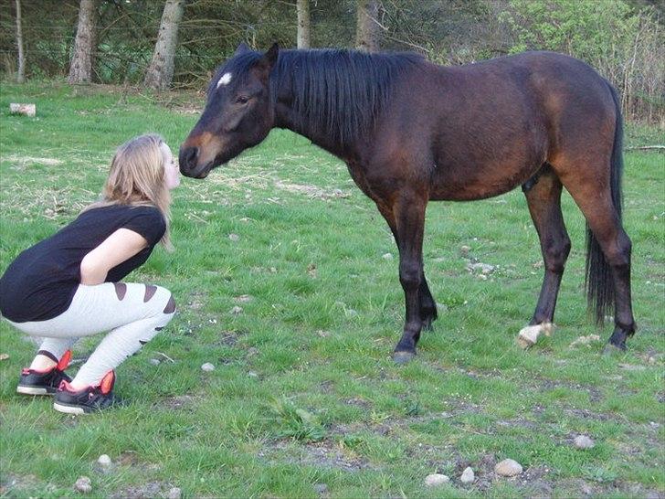 Anden særlig race Gamello Star***  billede 4