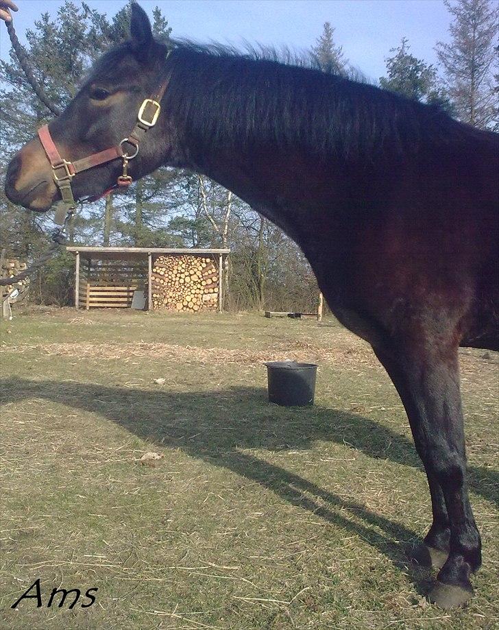 Anden særlig race Gamello Star***  billede 5