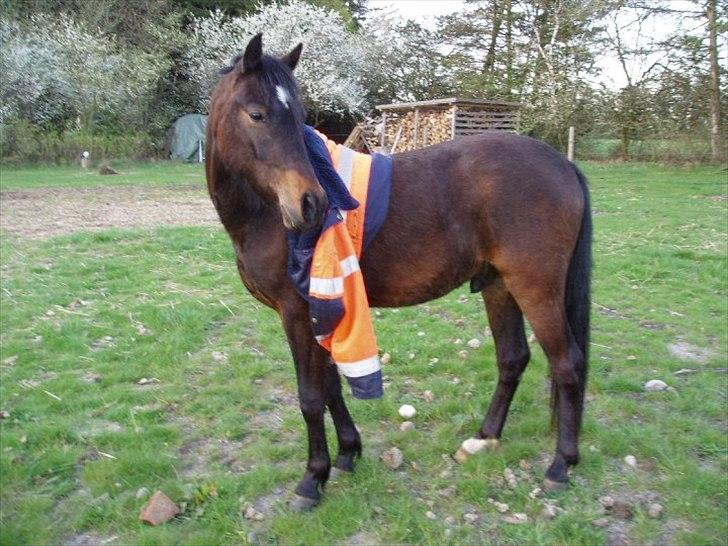 Anden særlig race Gamello Star***  billede 7