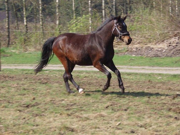 Anden særlig race Gamello Star***  - Velkommen til min Gamello´s Profil. billede 1