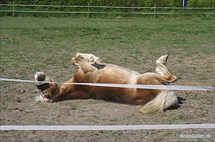 Anden særlig race Amanda solgt - er jeg ikke dejligt billede 8