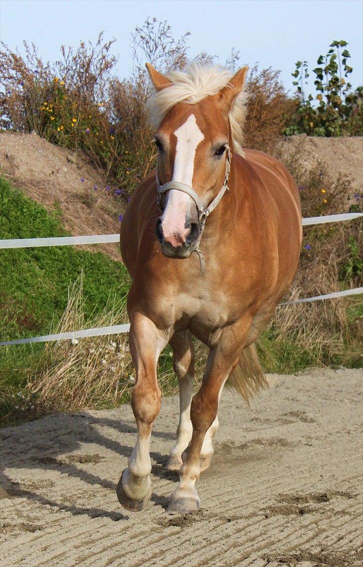 Anden særlig race Amanda solgt billede 9