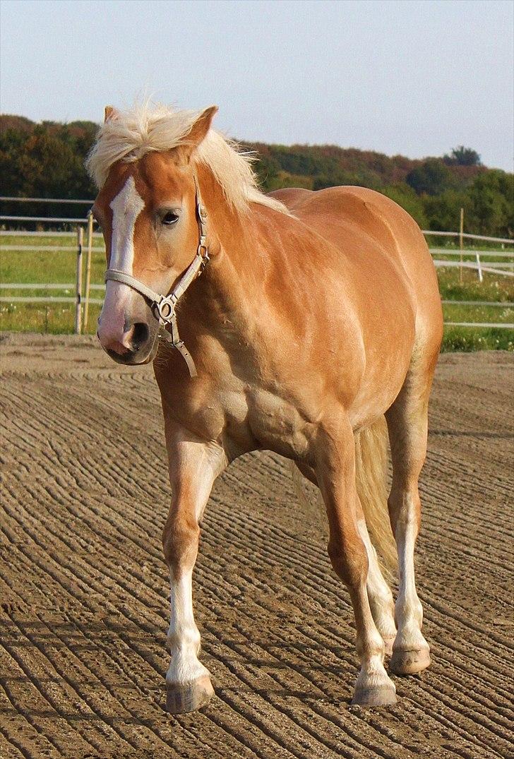 Anden særlig race Amanda solgt billede 10