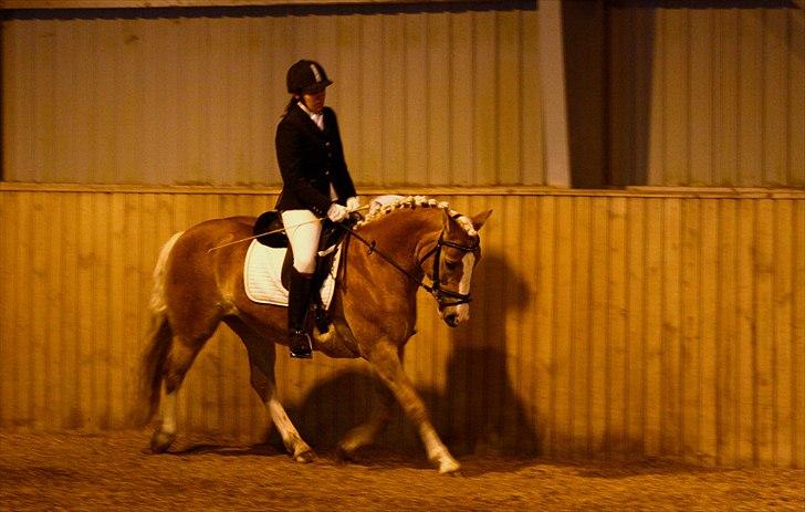 Anden særlig race Amanda solgt billede 11