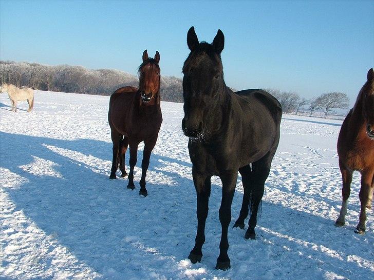 Anden særlig race Uzuri billede 16