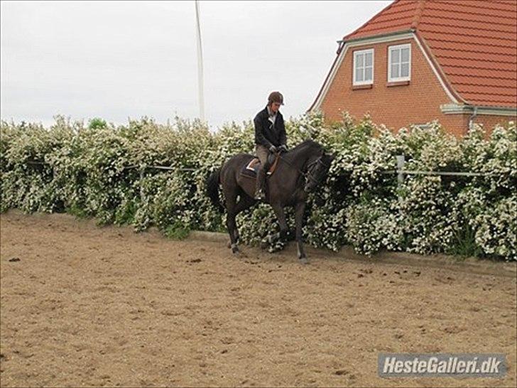 Dansk Varmblod Linetta K billede 3