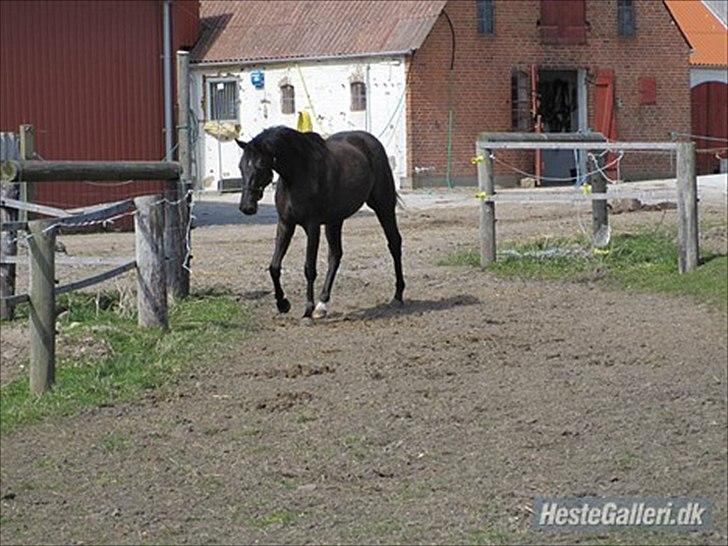 Dansk Varmblod Linetta K billede 4