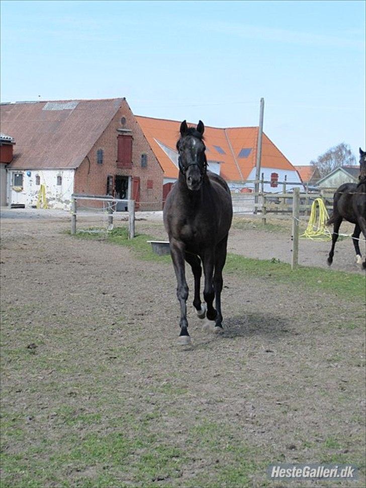 Dansk Varmblod Linetta K billede 8